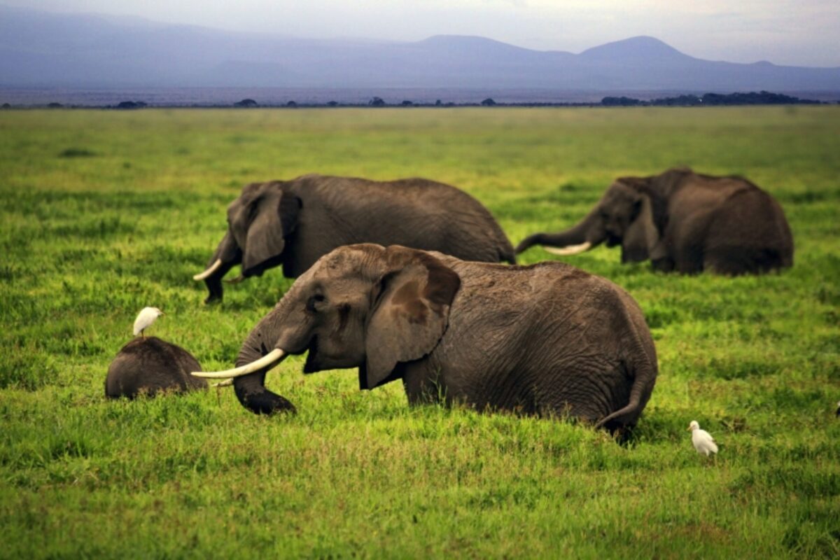 Elephant Amboseli kenya