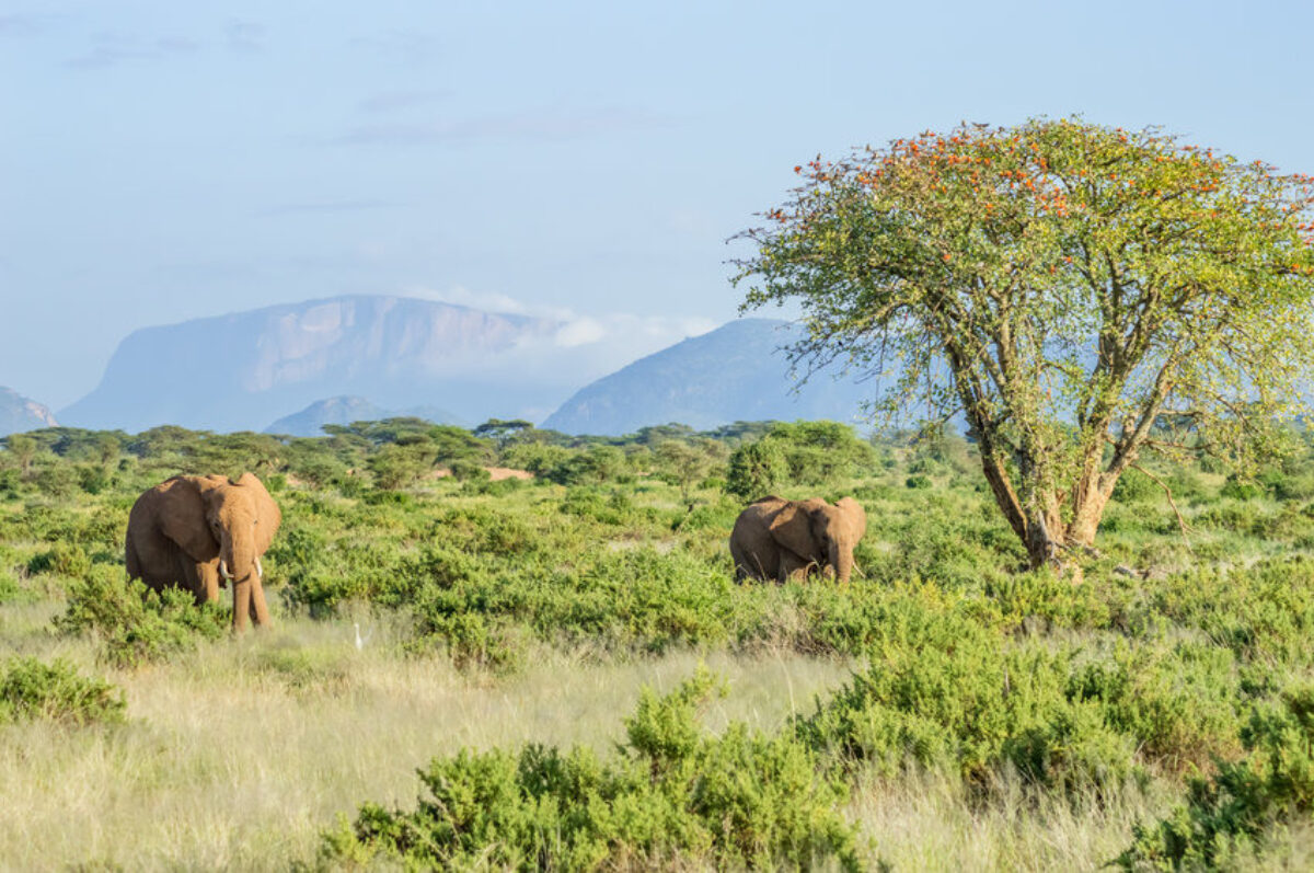 Elephants Samburu Park in central Kenya
