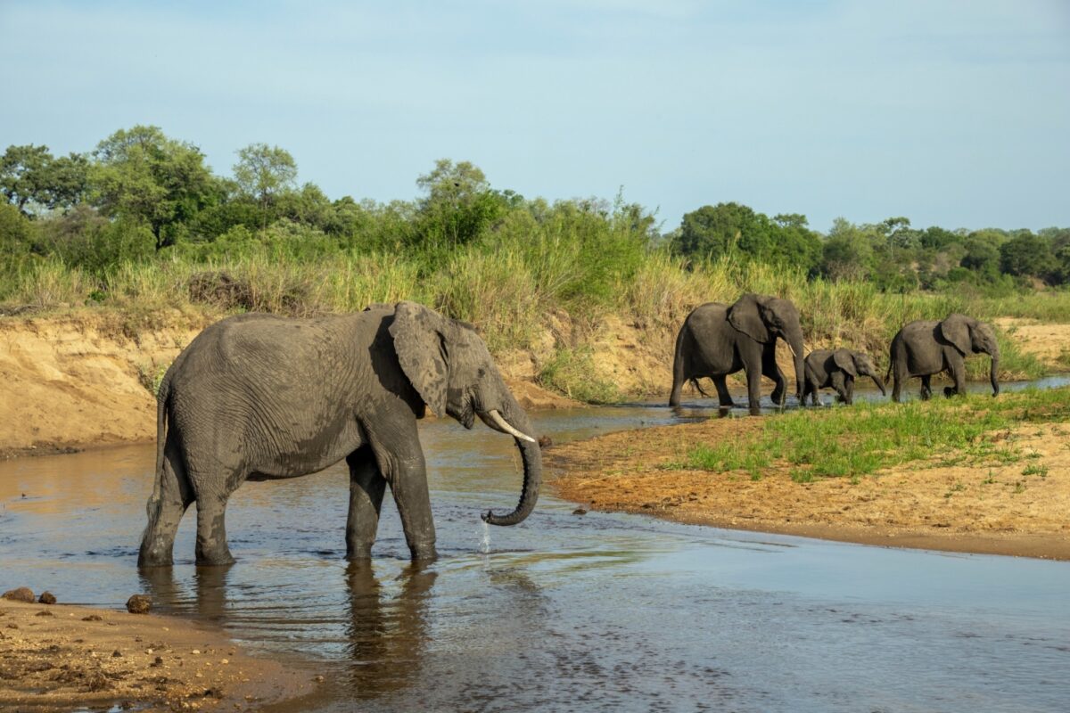 Elephants sands river mala mala sabi sands south africa