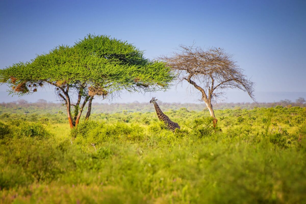 Giraffe Tsavo East National Park Kenya