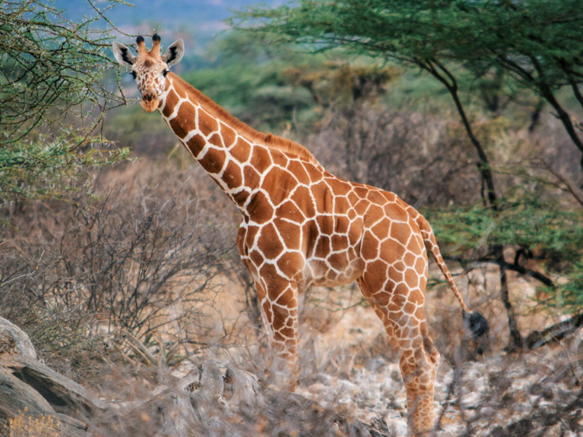 Giraffe at Samburu National Reserve Kenya