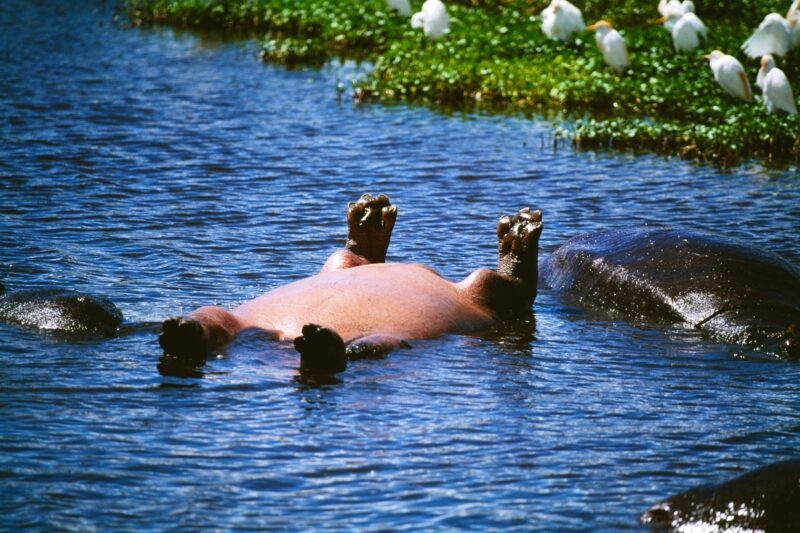 Hippo in Katavi National Park tanzania