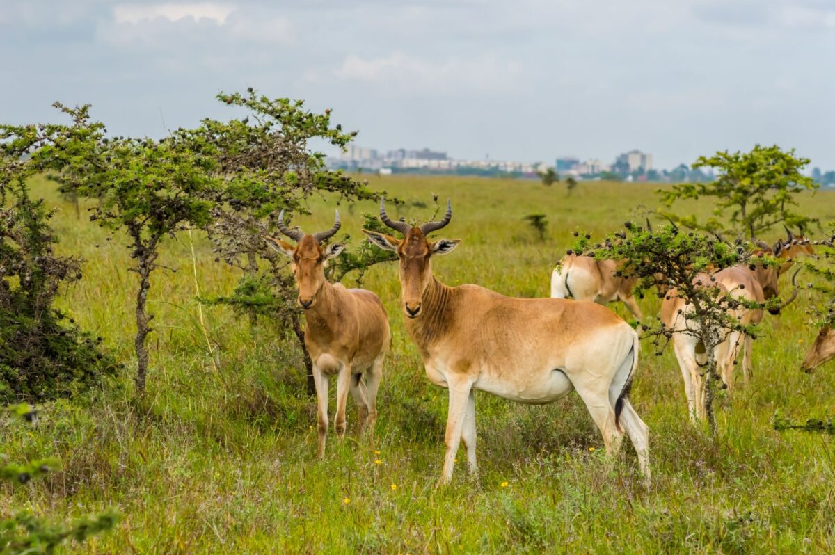 Hirolas grazing in the savannah of Nairobi Park in central Kenya