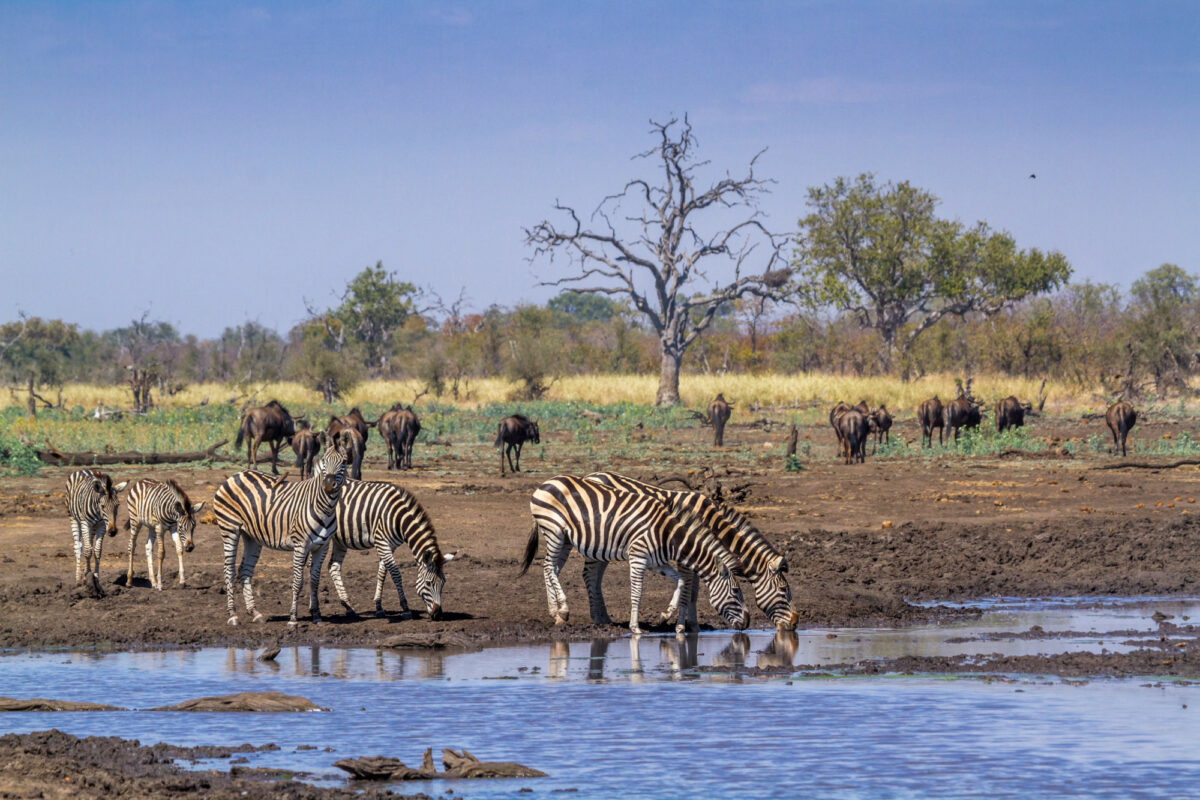 Lains zebra in Kruger National park South Africa