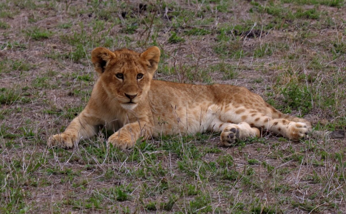 Lion cub south africa sabi sands