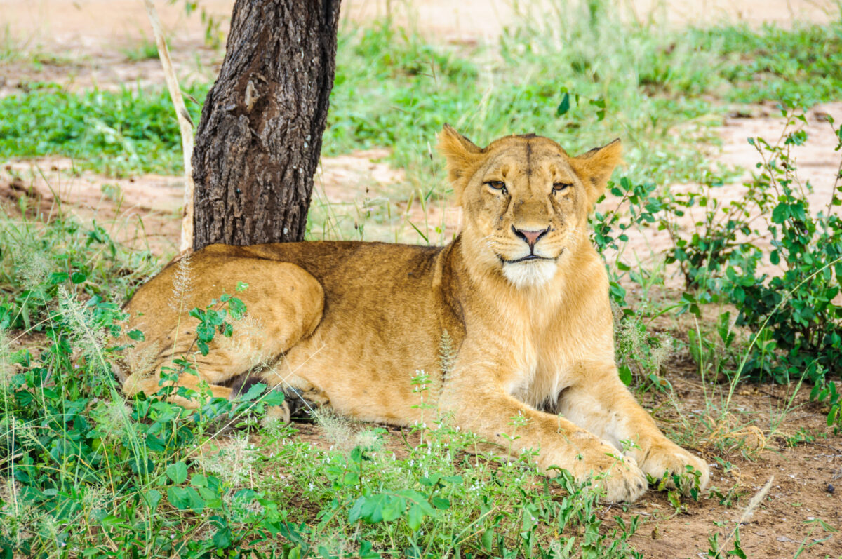 Lion tarangire tanzania