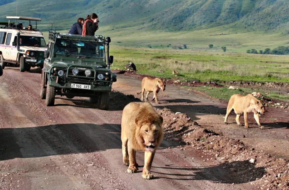 Lions safari Ngorongoro Conservation Area tanzania