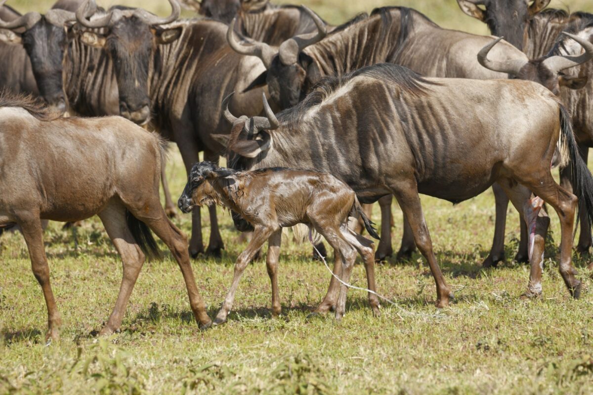 Newborn wildebeest calf joins the migration moments after birth on the Seregeti Plains tanzania