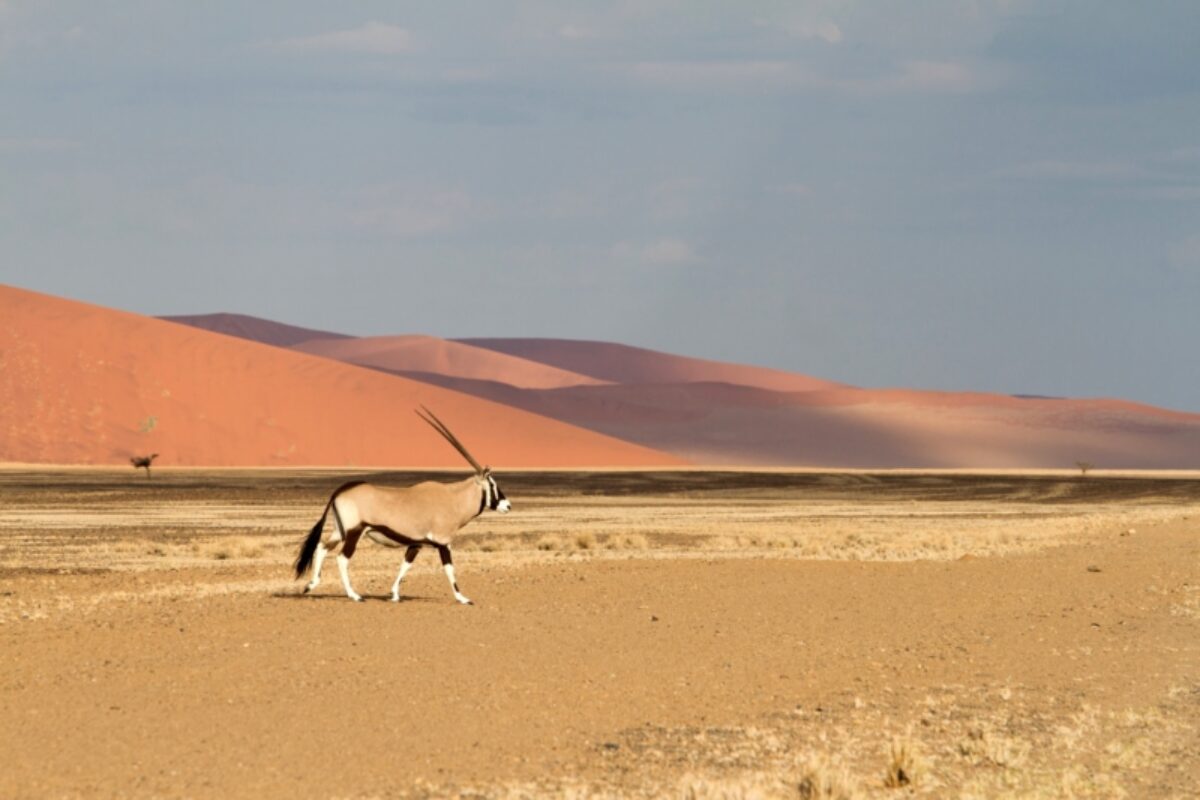 Oryx Sossusvlei namibia
