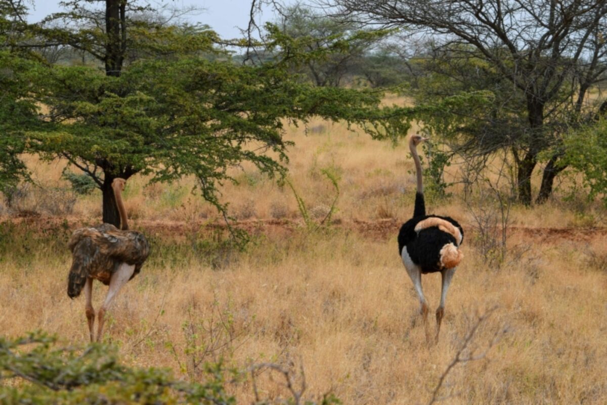 Ostrich meru national park kenya