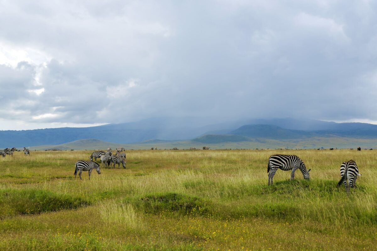 Rains zebra Ngorongoro Crater Conservation Area Tanzania