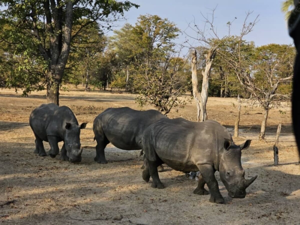 Rhino 2 mosi oa tunya zambia absolute zambia