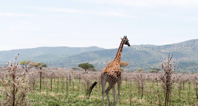 Ruma national park Martin Sasia KWS Martin Sasia KWS DSC 7831