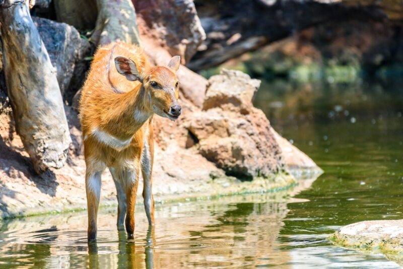Sitatunga antelope Saiwa Swamp kenya