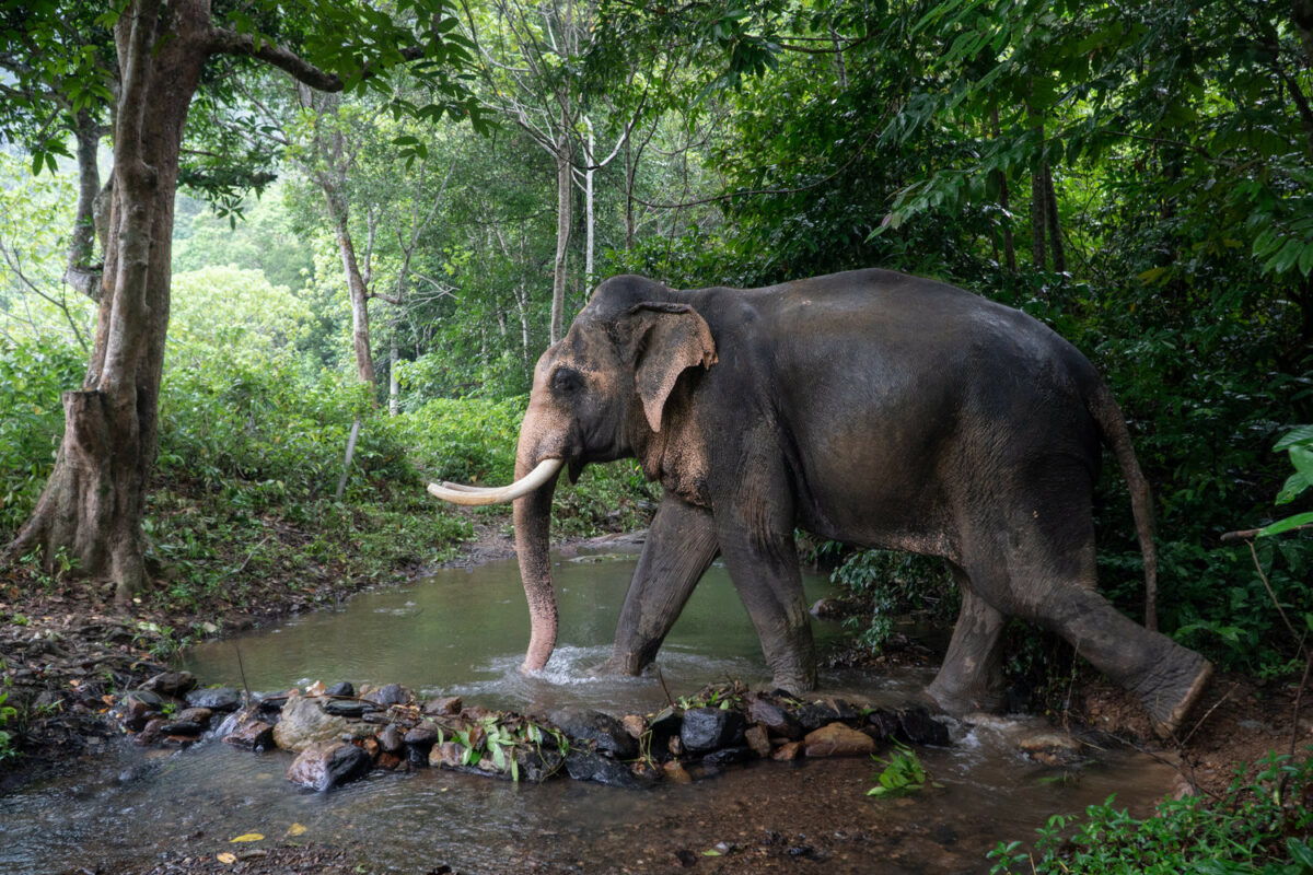 Wap elephants thailand