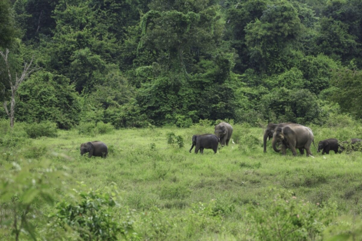 Wild elephants live in deep forest at Kui Buri National Park Thailand