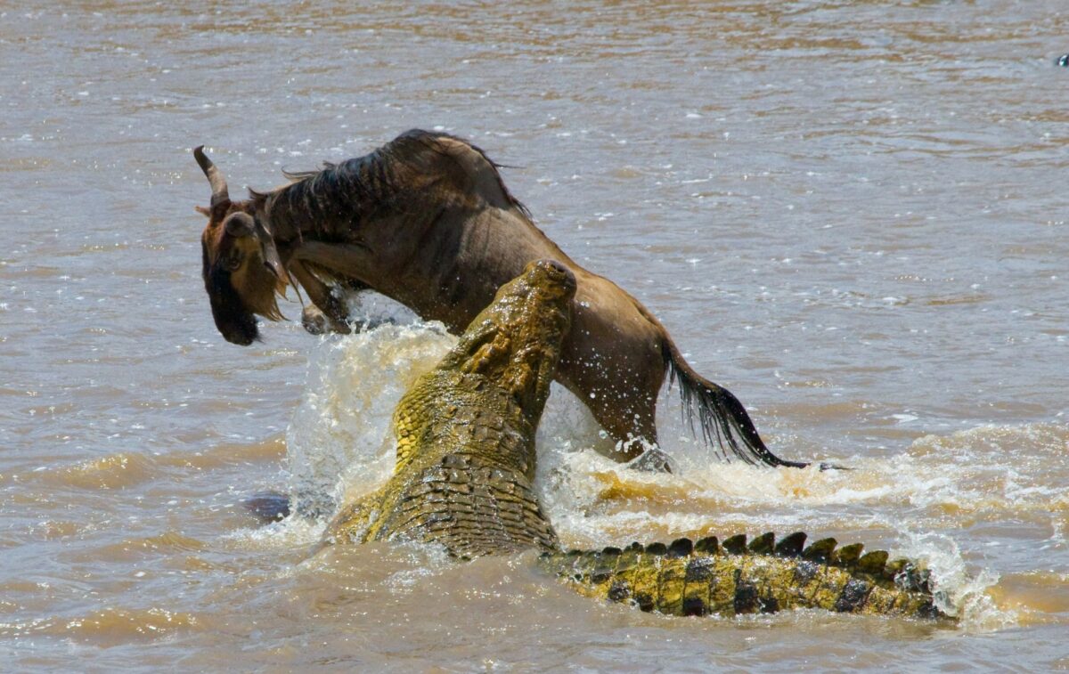 Wildebeest crocoldile mara river kenya