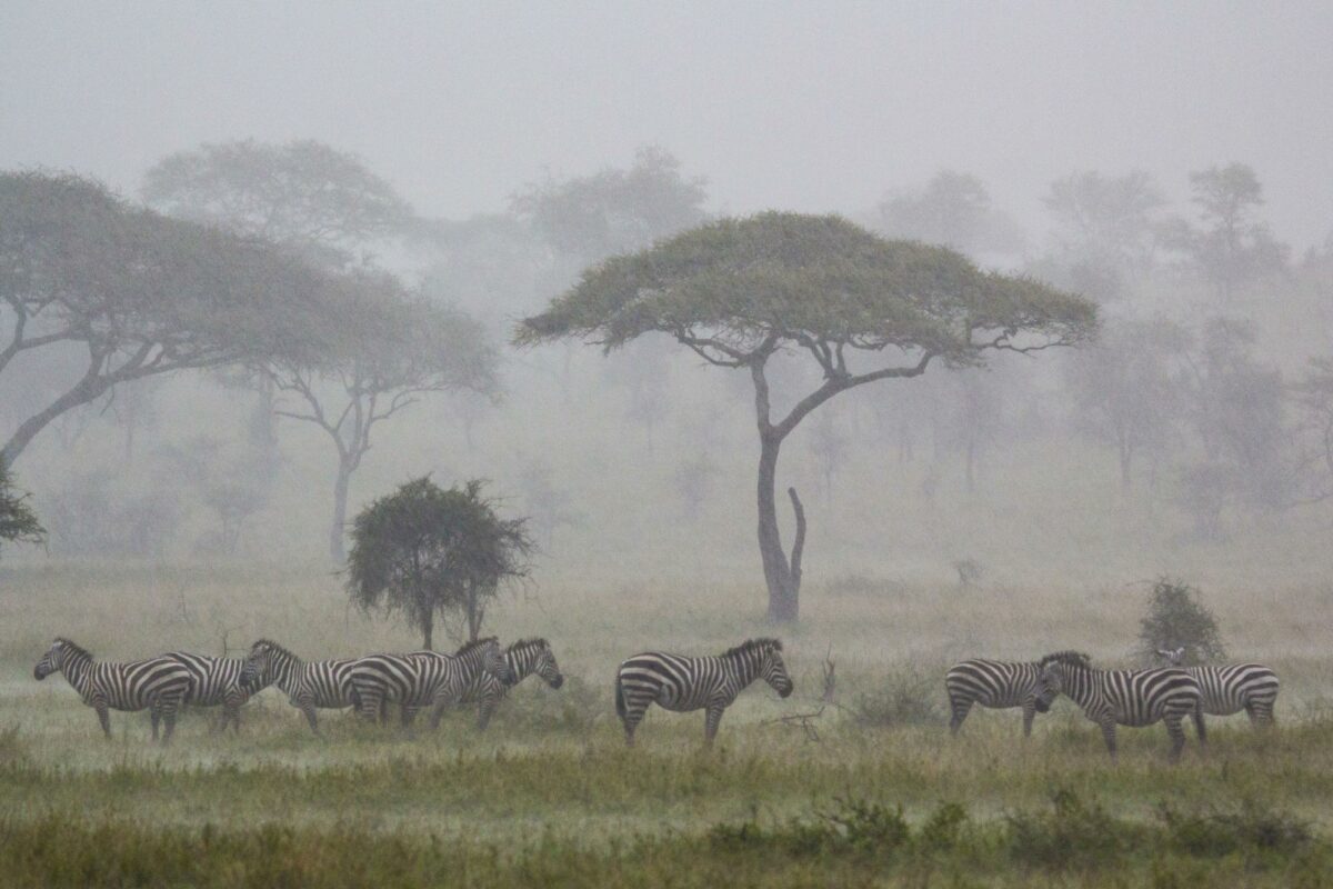 Zebra rain serengeti tanzania