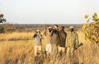 Safari