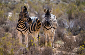 Safari in the Western Cape