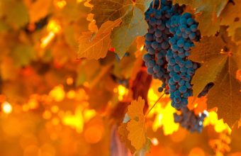Visiting Argentina's Wine Country