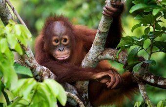 The Best Time To See Orangutans in Borneo