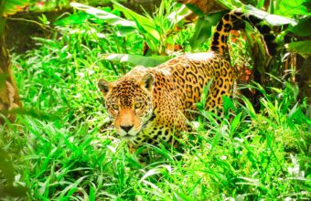 Amazon and Pantanal itinerary
