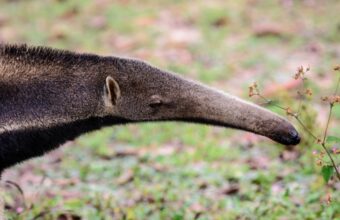 Best Time To Visit The Pantanal