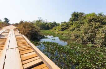 Explore the Pantanal on the Transpantaneira Highway