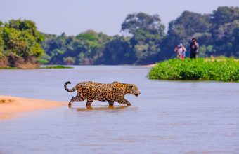 How To See Wildlife In The Pantanal