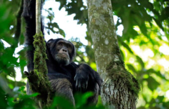 Uganda Wild Adventure Safari