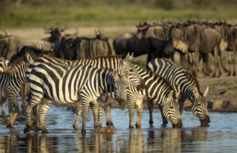 Where Is The Wildebeest Migration In February?
