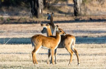 Safari In Kafue National Park