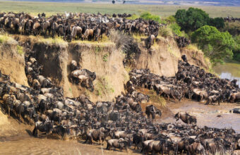 The Best Time To See The Wildebeest Migration