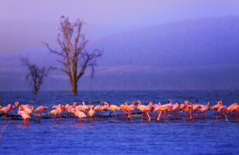 The best time to visit Kenya for safari