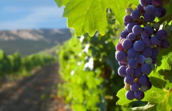 Wine tasting in Naivasha