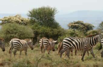 Kenya’s Quiet Corners