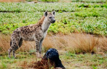 Safari in Liuwa Plains National Park