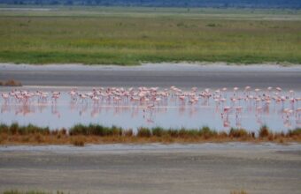 Spot the flamingoes of Makgadikgadi Pans