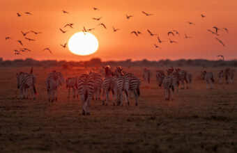 Zebra migration in Nxai Pan National Park