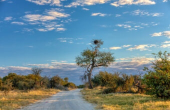 Birding in the Okavango Panhandle