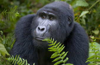Gorilla trekking costs