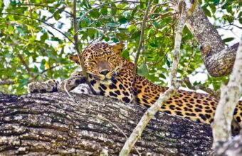 Sri Lanka Wildlife Wonders