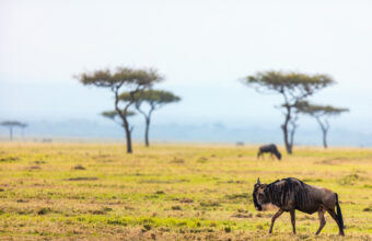 Tanzania & Zanzibar Escape