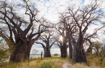 See the baobabs of Kubu Island