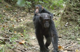 Independent chimp trekking in Gombe
