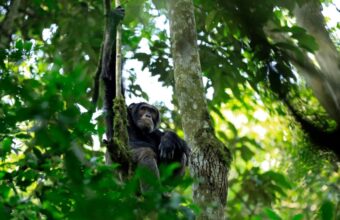 Accessible, but busy, chimp trekking in Kibale