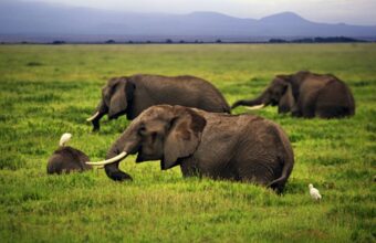 Safari in Amboseli National Park