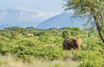 Samburu and the Mara