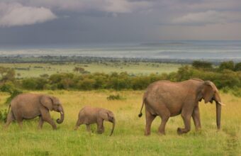 Where Is The Wildebeest Migration In October?
